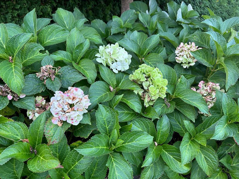 Hortensja ogrodowa biała Hydrangea macrophylla