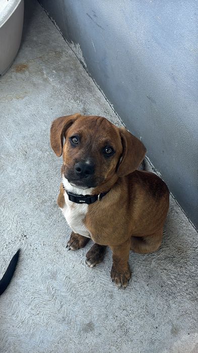 Cão 3 meses para adoção