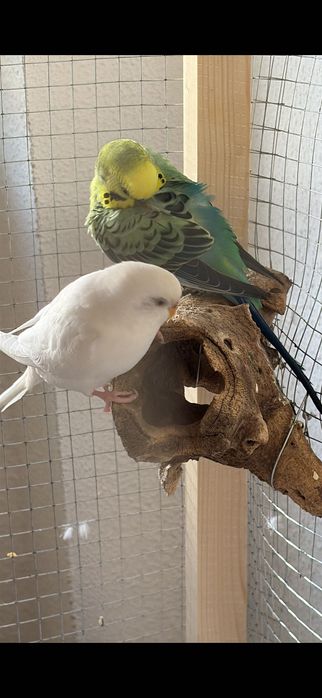 Periquitos australianos