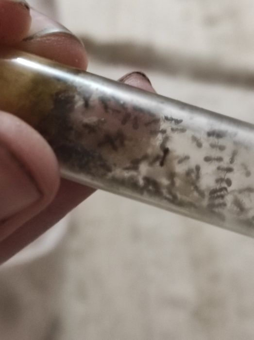 Lasius niger муравьи , черный садовый муравей 60+шт с расплодом