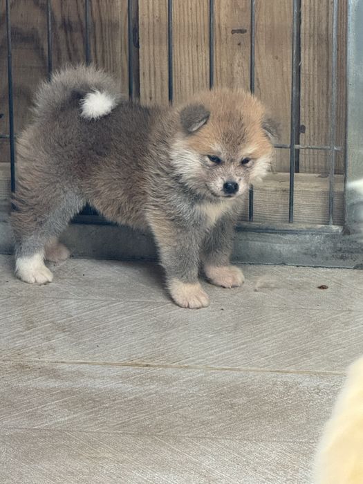Akita Inu Japonês - Linha Argentina e Russa