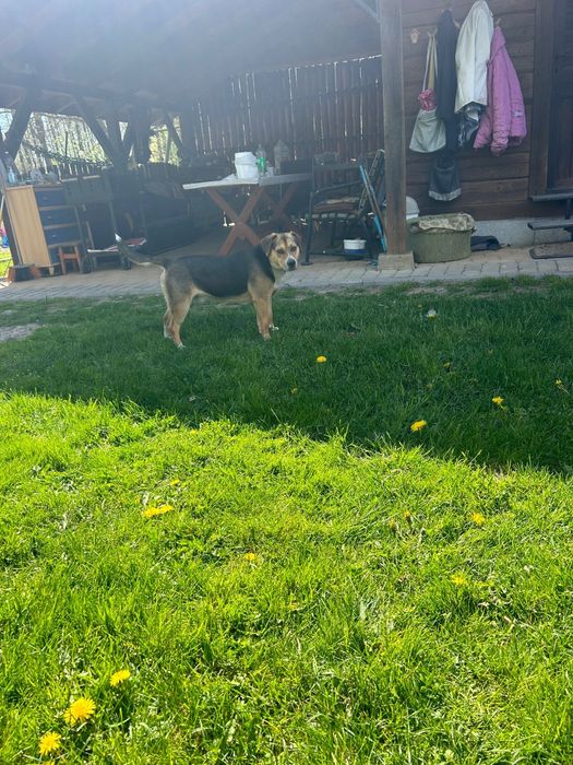 Wesoły Azor szuka domu