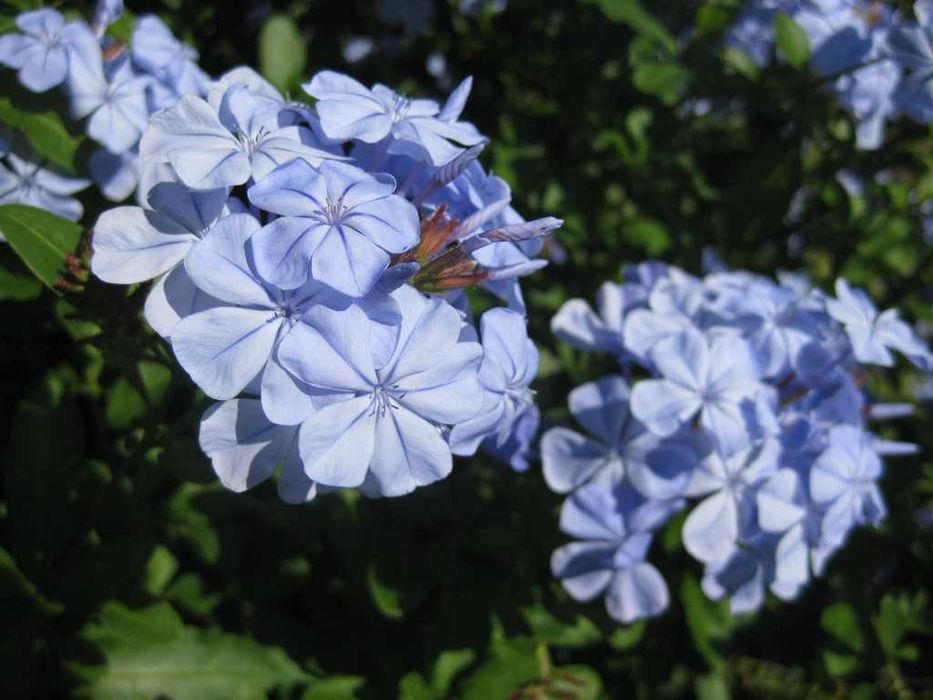 Plumbago auriculata ou jasmin azul ou Bela Emilia