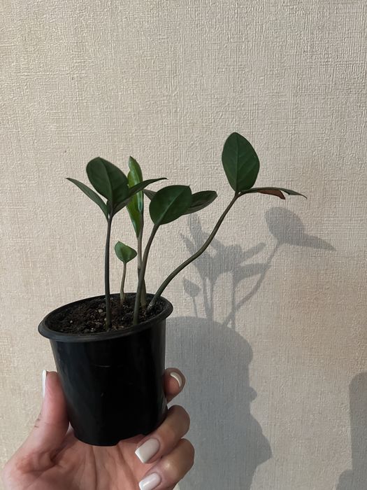 Замиакулькас долларовое дерево  разные