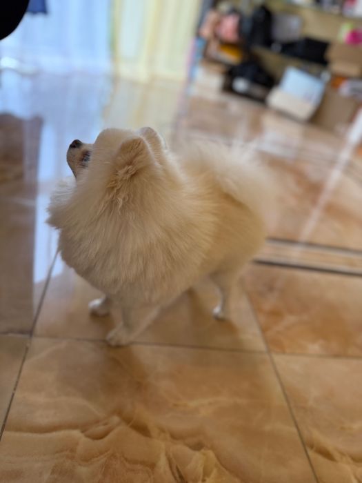 Вʼязка Померанський Шпіц ( хлопчик міні 1.9 кг)