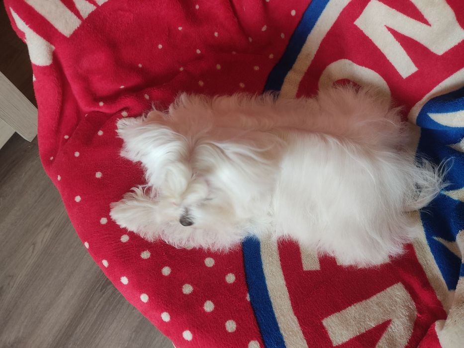 OSCAR -Мікро Міні Хлопчик КСУ