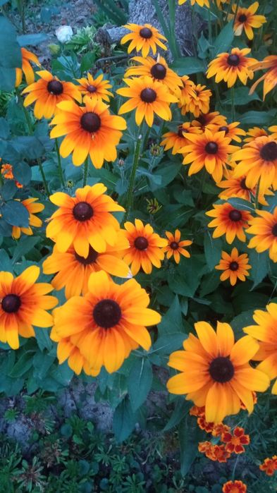 Zestaw nasion kwiatów.