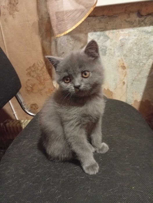 Прямоухая шотландская девочка