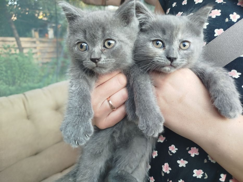 Британські кошенята