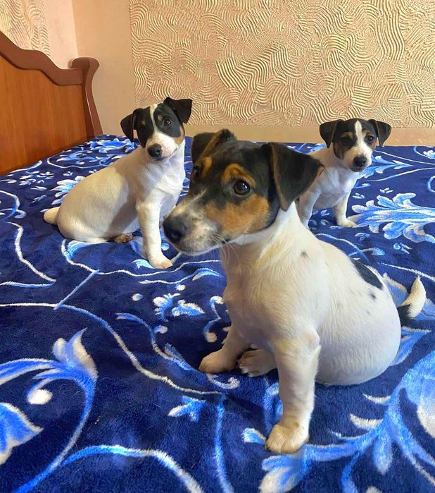 Найкращі джек- рассел!