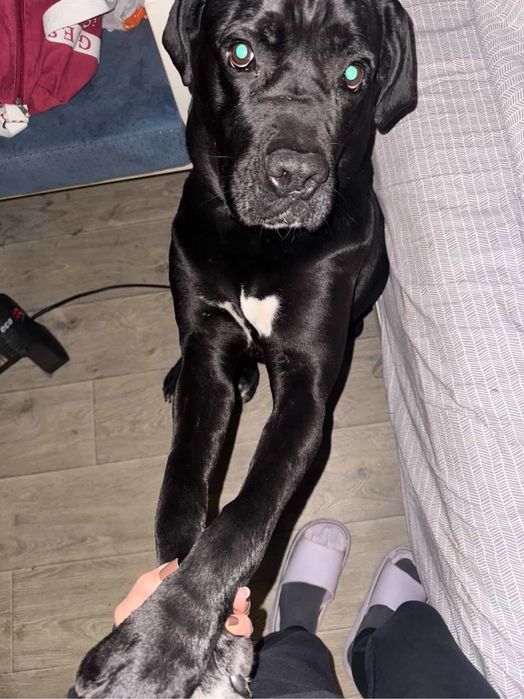 Отдаём собаку в хорошие руки