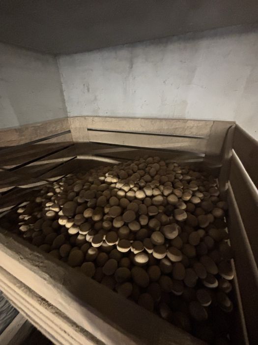 Ziemniaki twister 30-50mm