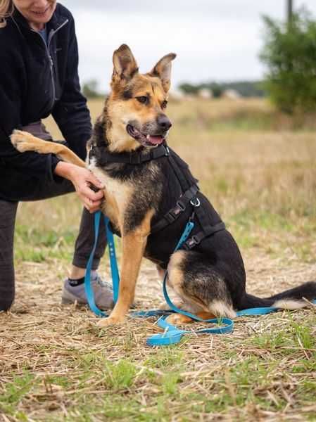 Posłuszna i przyjazna Leona szuka domku
