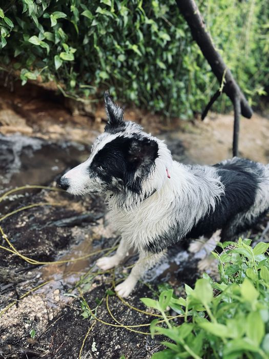 Pet Sitting & Pet Walking