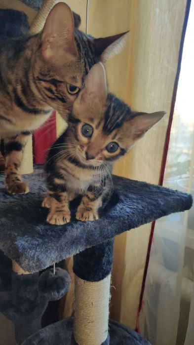 Бенгальський котик