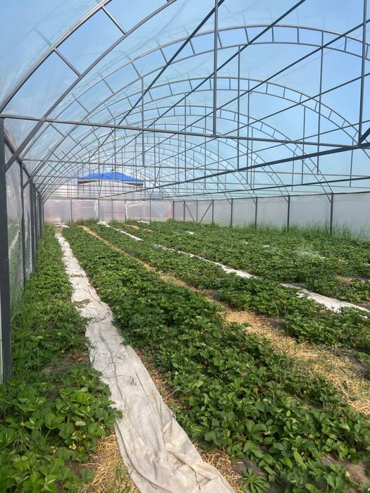 Будинок із земельною ділянкою