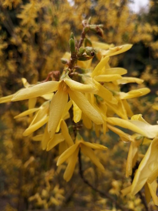 Syrop z kwiatów forsycji