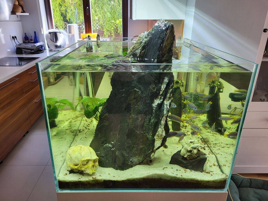 Akwarium otwarte OptiWhite 200l  60x75x45 Malawi pyszczaki Acei