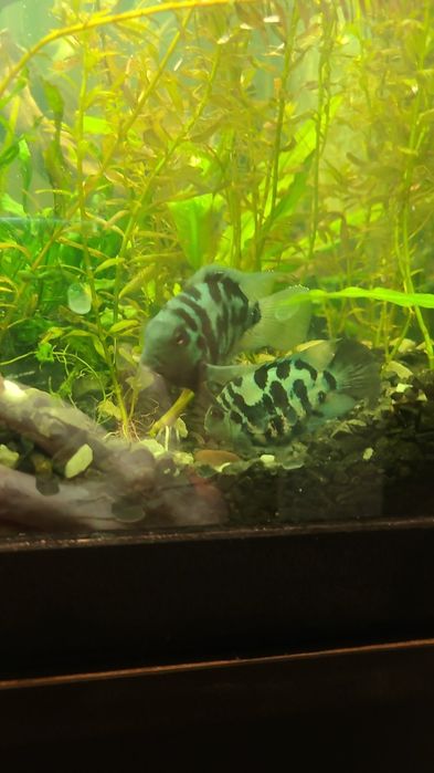 Аквариумная рыба