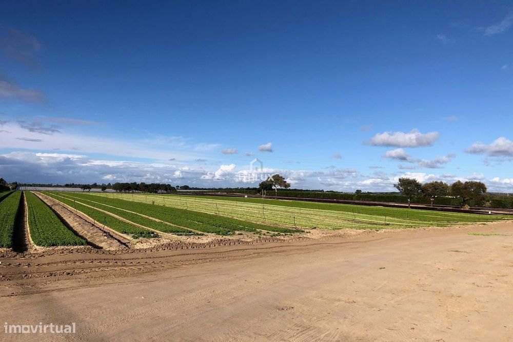 Terreno Rustico - Brescos - Lagoa de Santo André - Lagoa de Melides