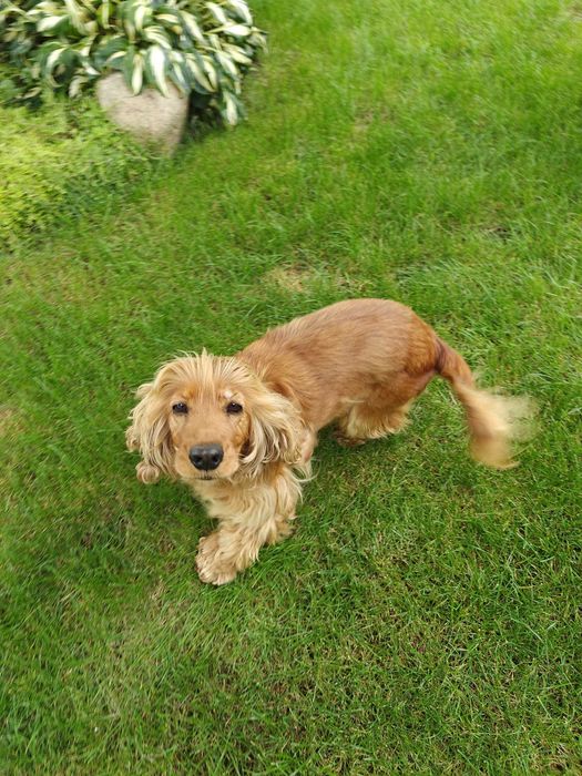 Kundelek jak cocker spaniel