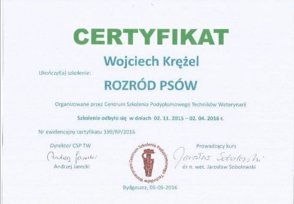 Owczarek Niemiecki czekoladowy