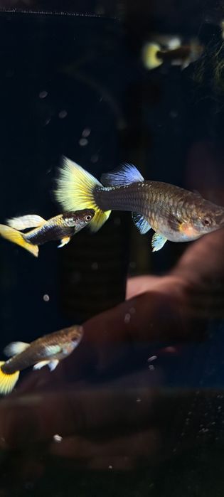 Dorosła parka gupików żółtych tuxedo okazja