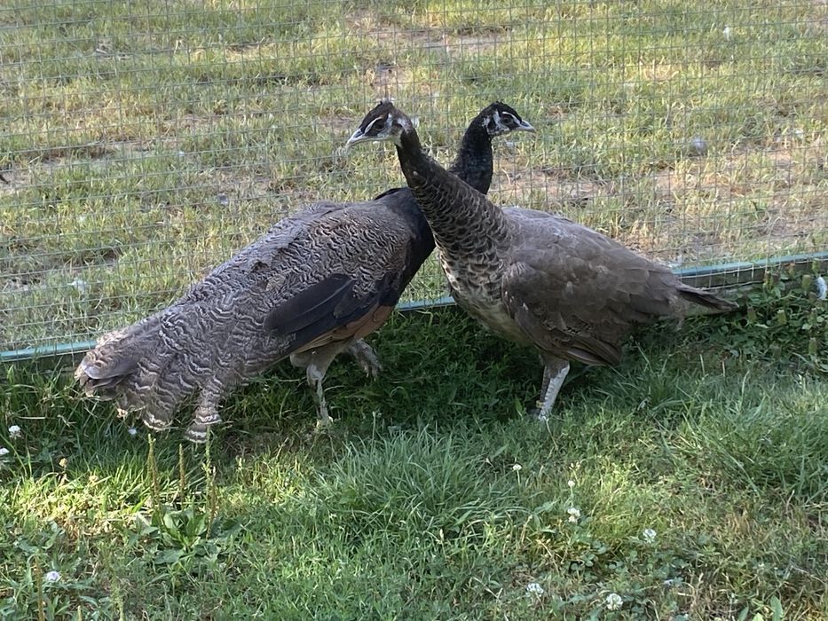 Pawie buford bronze para