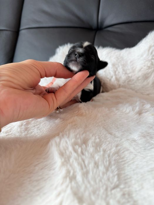 Piesek  Biewer samiec