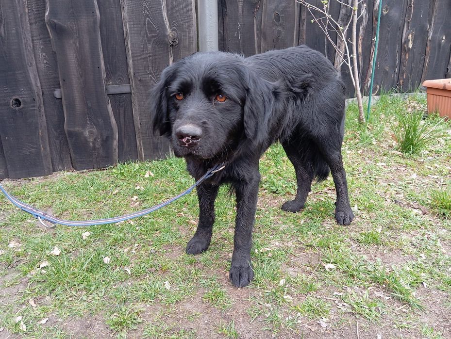 Znaleziono psa gmina wiskitki