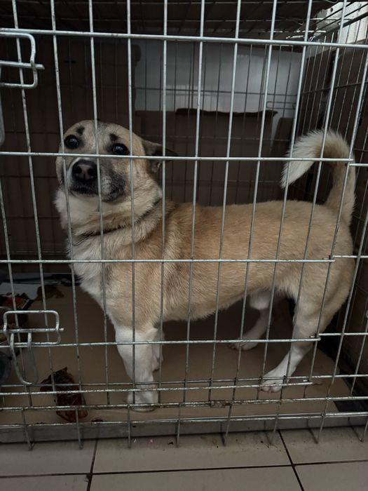 Песик шукає дім та родину