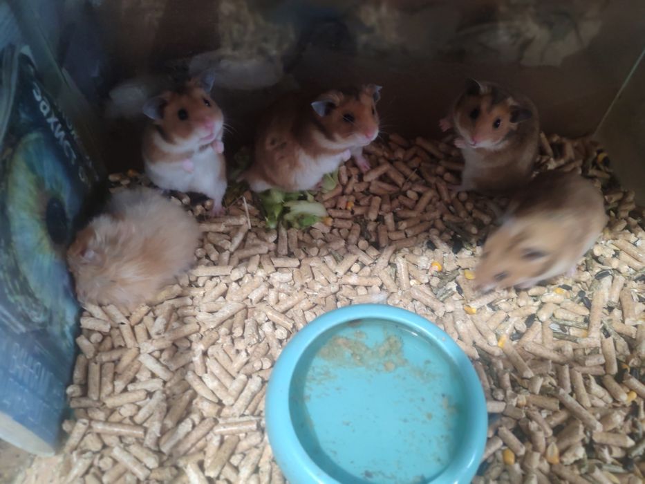 Хомячки разные есть доставка