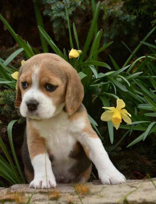 Перспективна для шоу дівчинка бігль