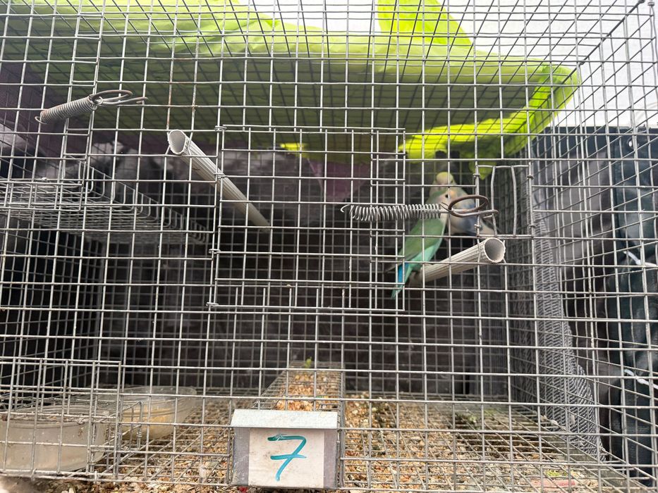 Vendo vários pássaros