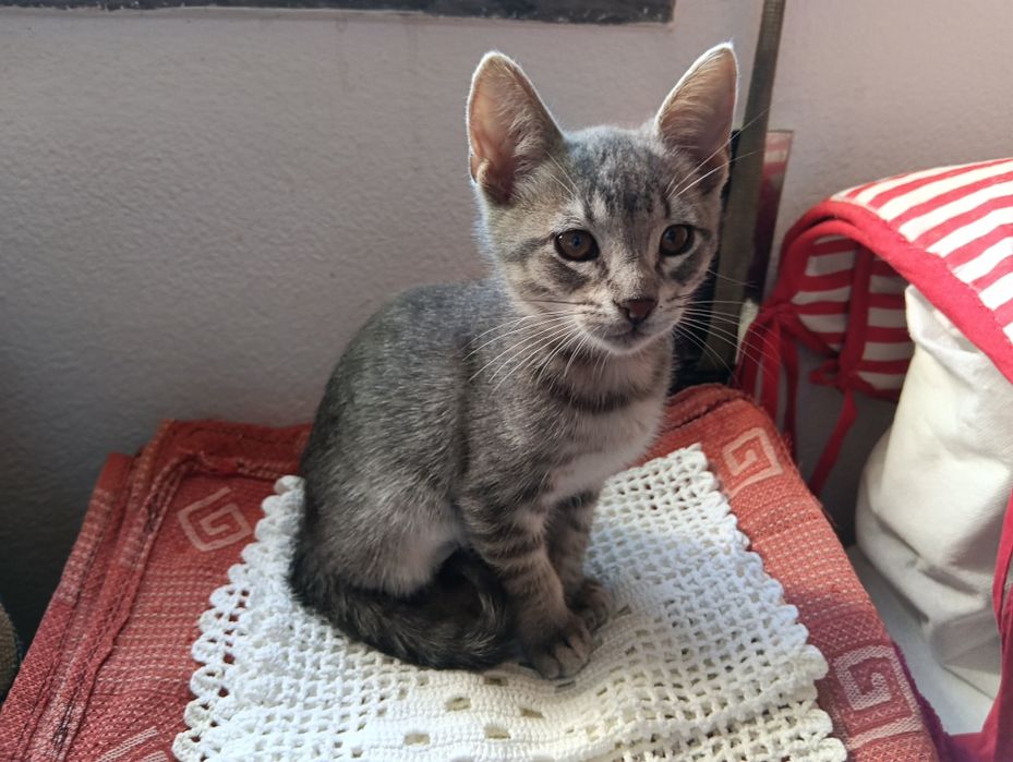 Gatinhos para adopção responsável