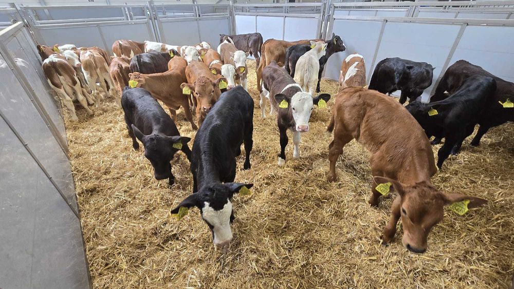 Byczki i Jałówki Cielęta MM NCB HF 50-100kg POLSKIE