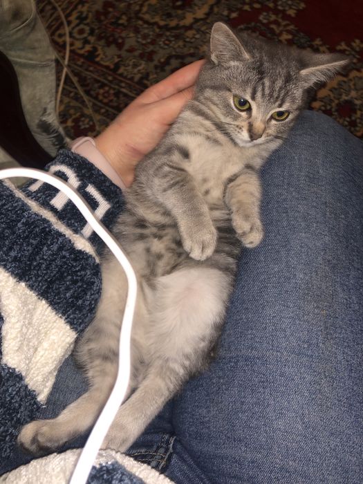 Віддам котика.