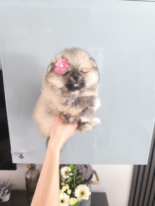 Lulu da Pomerânia. Menina .Ursinha Mini. Lop e Afixo . Russo.