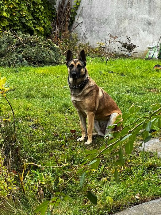 Oddam szczeniaki w typie owczarka belgijskiego