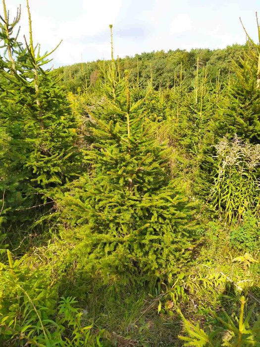 Ялинка,сосна,кримка жива з корінням .Ель елка.