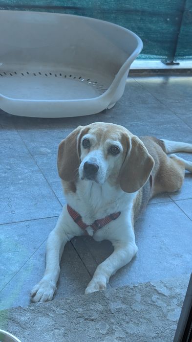 Dá-se Beagle muito meiguinha