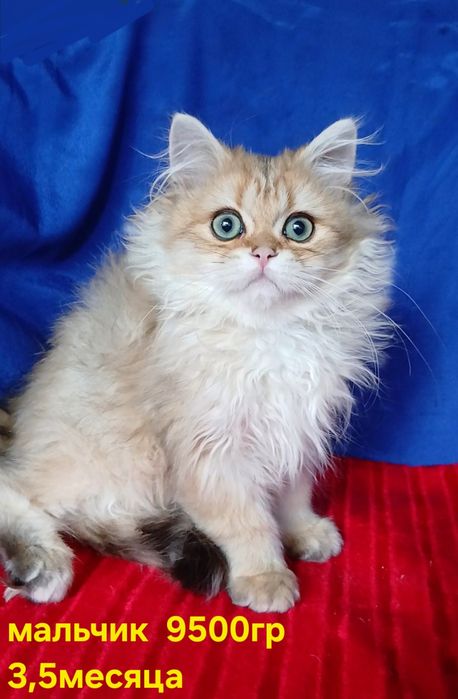 Роскошные котята шиншилла британская