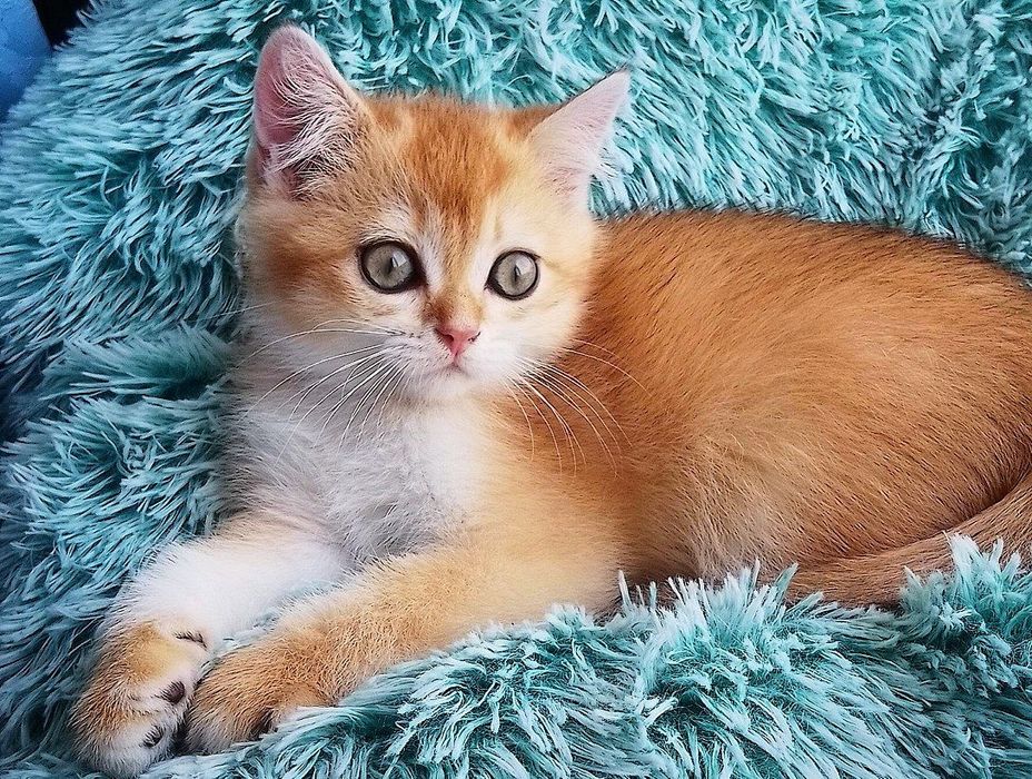 Золота шиншилла, шикарний муркотушечка