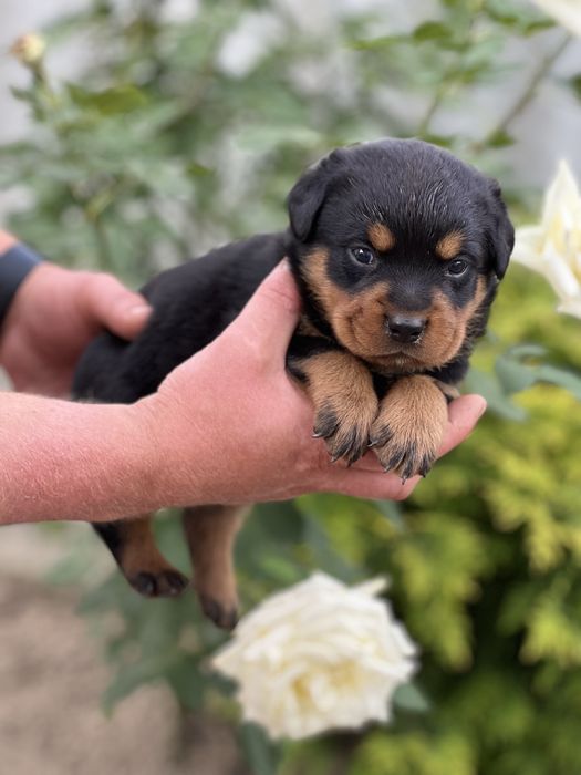 Шикарные щенки ротвейлера