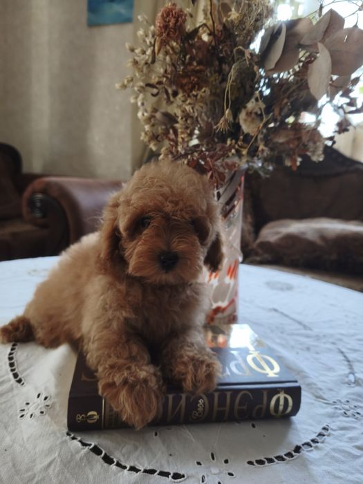 Той пудель девочка без брака документы КСУ