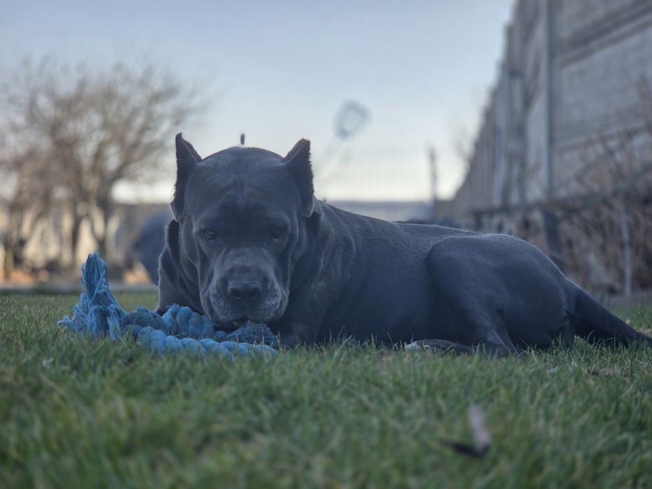 Cane Corso ZKwP FCI