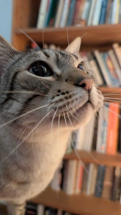 Gato para adoção - Artur