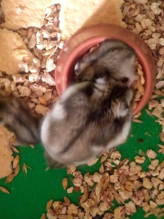 Хомячки Кременчуг