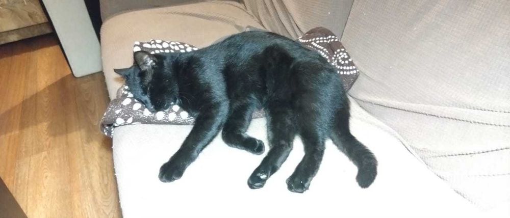 Молоденький котик