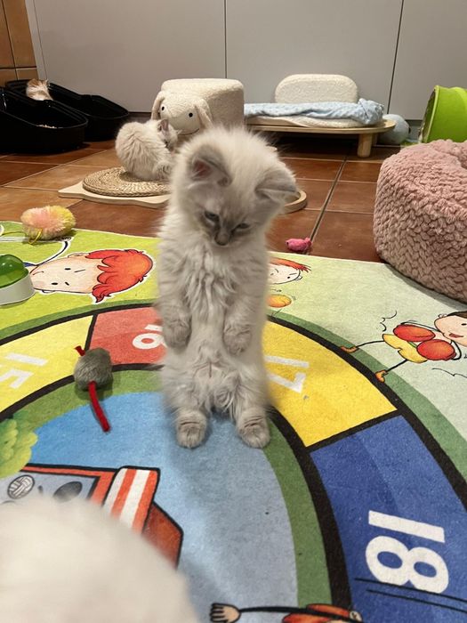 AMOREK Kocurek Rasy Munchkin Krótkołapa Carska Maskotka*PL